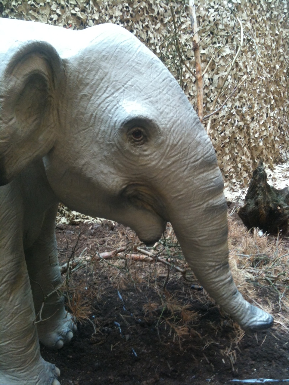 Elefant in Gießen - Fitnessmutti